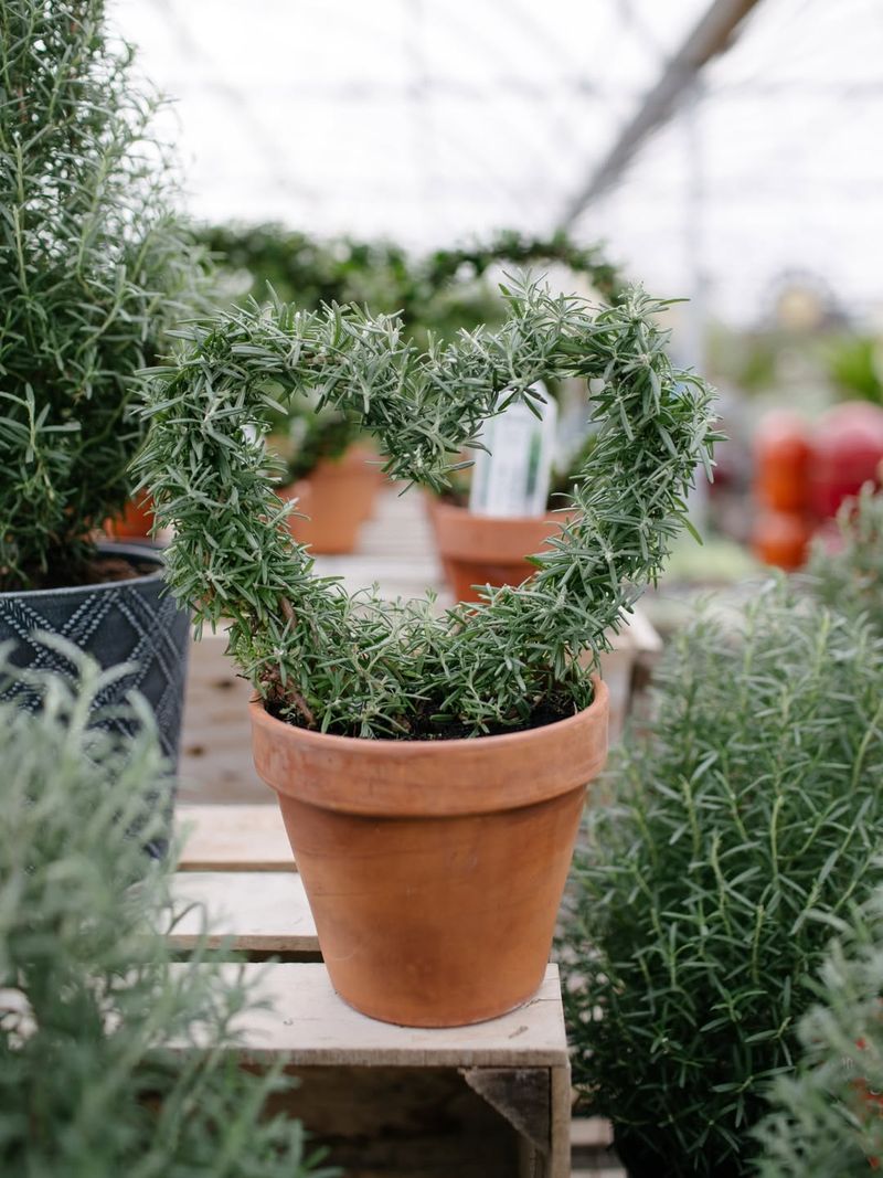 Rosemary Plant