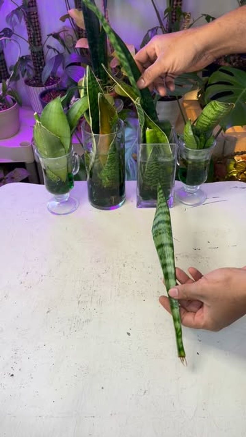 Snake Plant Division