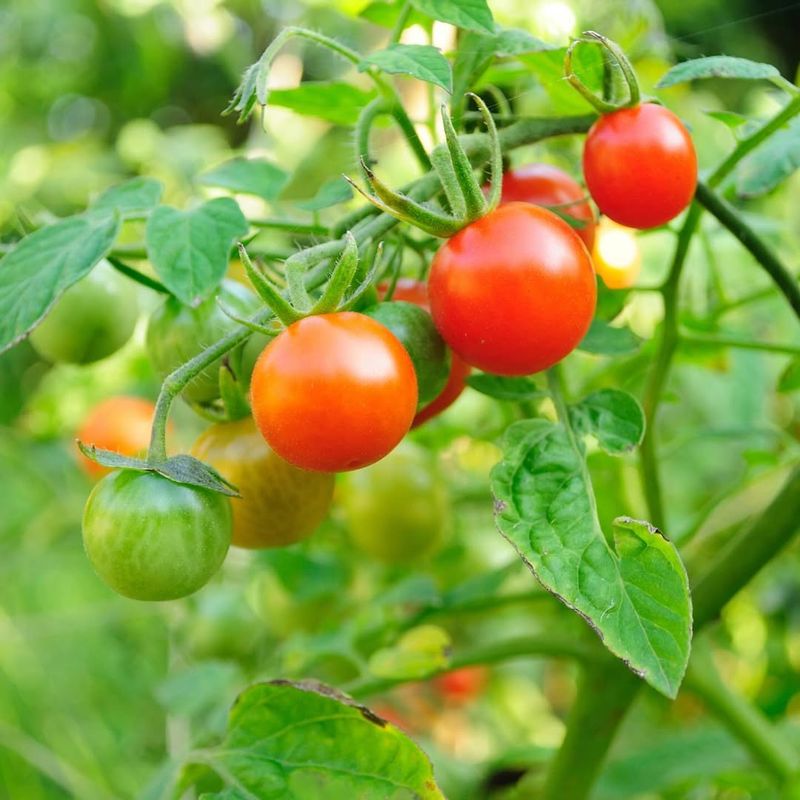 Cherry Tomatoes