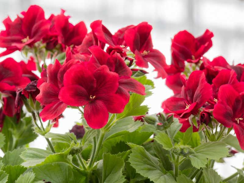 Geraniums (Pelargonium)