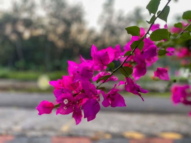 Bougainvillea