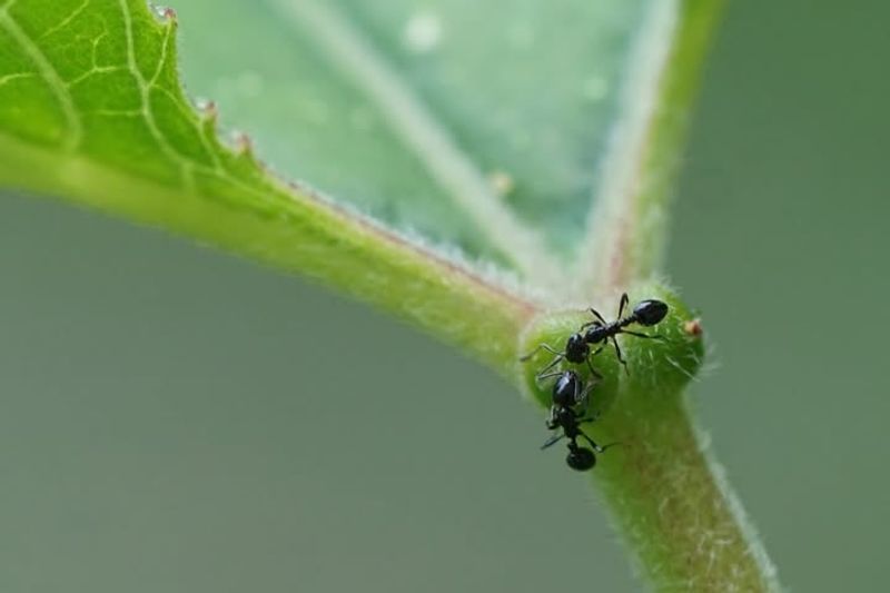 Ant Trails Around Plants