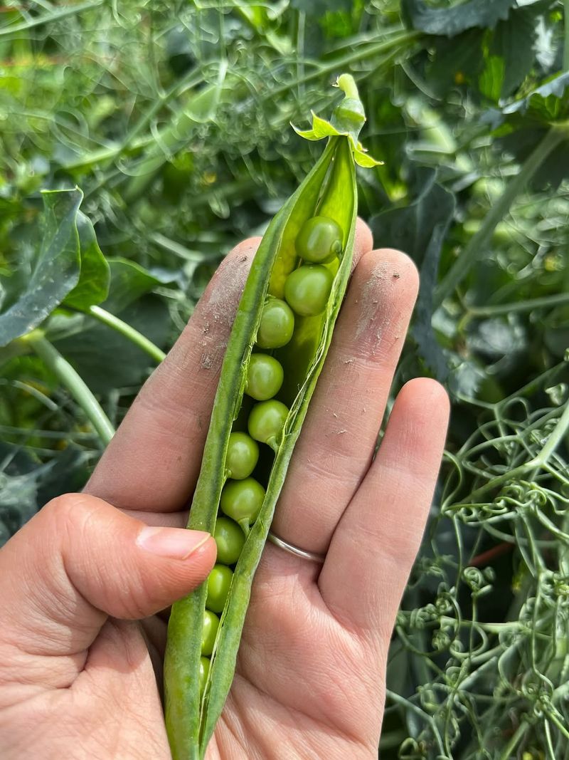 English Peas