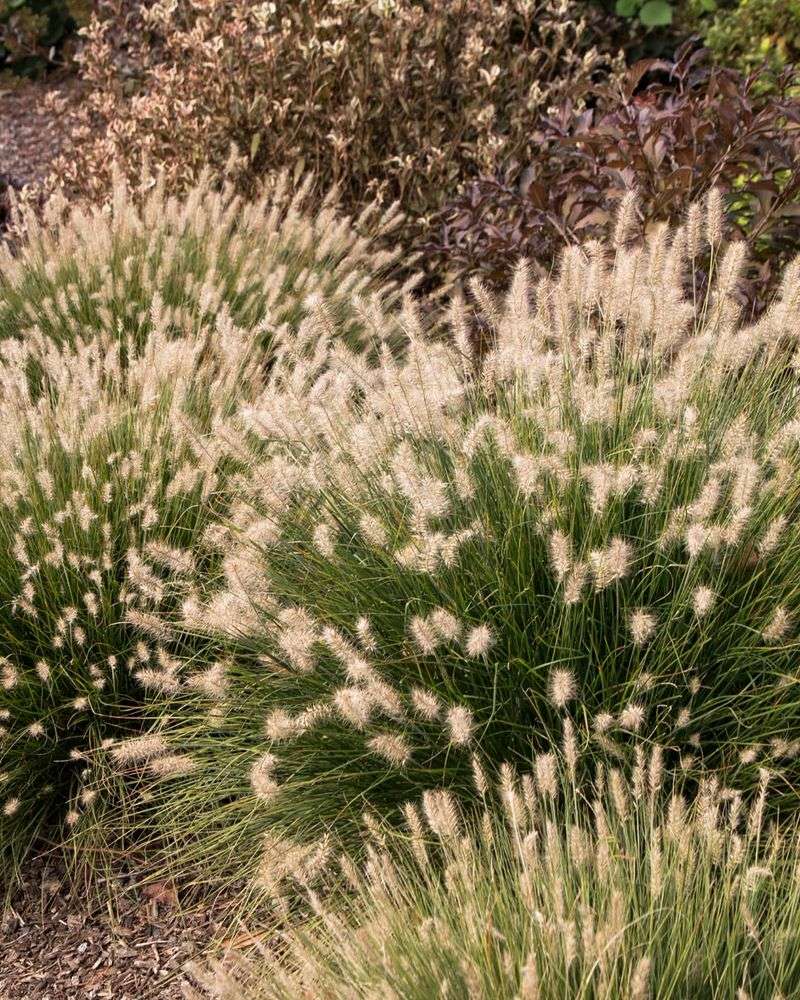 Ornamental Grasses
