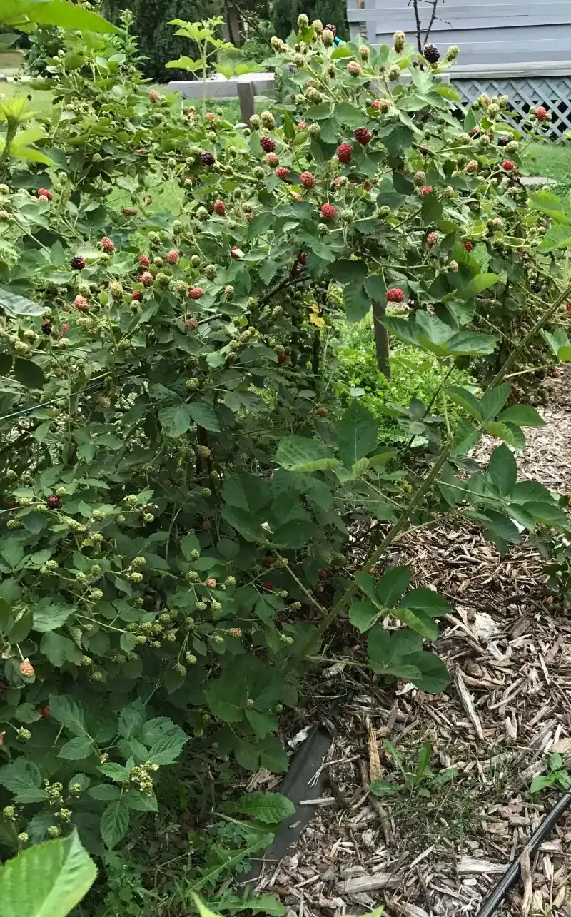 Raspberry And Blackberry Canes