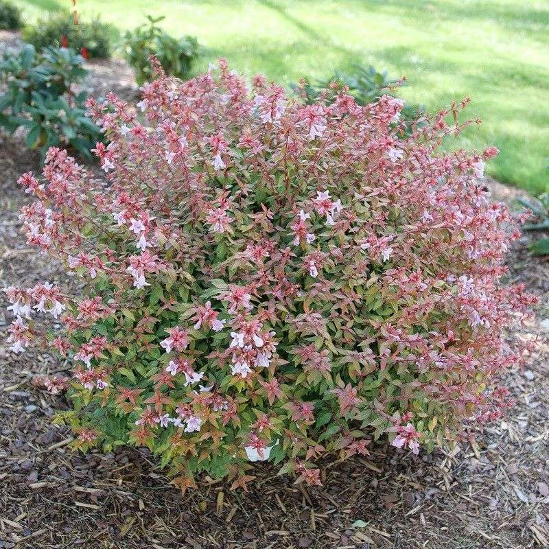 Abelia (Abelia × grandiflora)