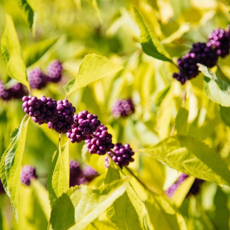 Beautyberry