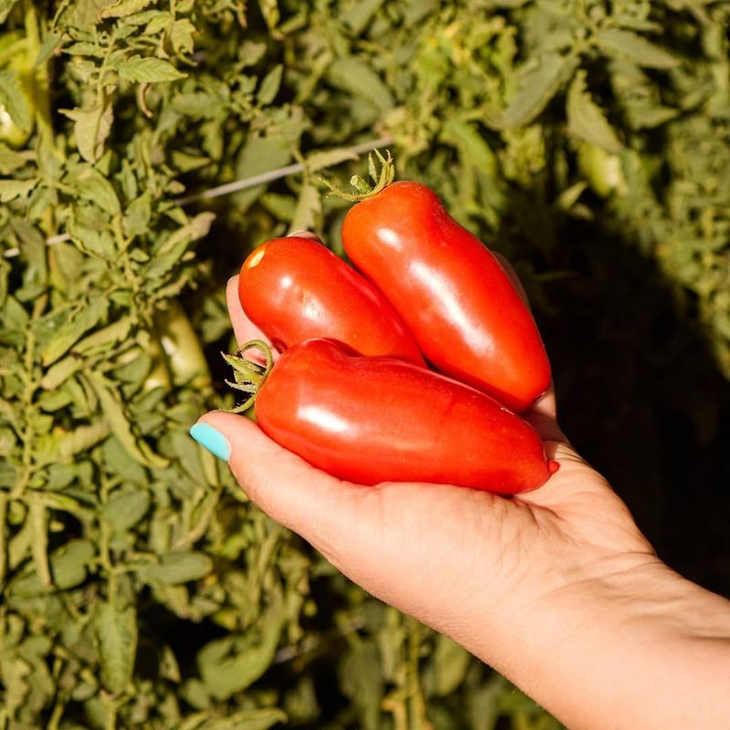 San Marzano (True Italian Type)