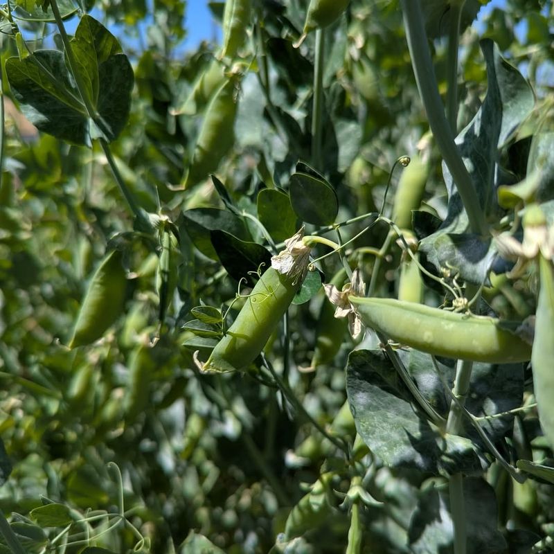 Seasonal Sun Angles Change Light Patterns In Minnesota Yards