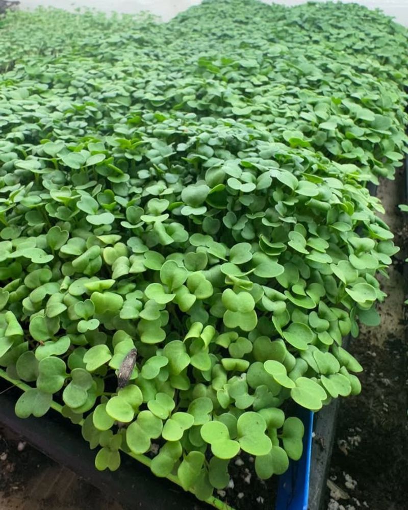 Kale Microgreens For Reliable, Cold-Season Growing