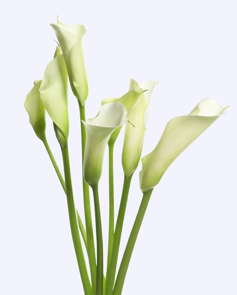 Calla Lilies