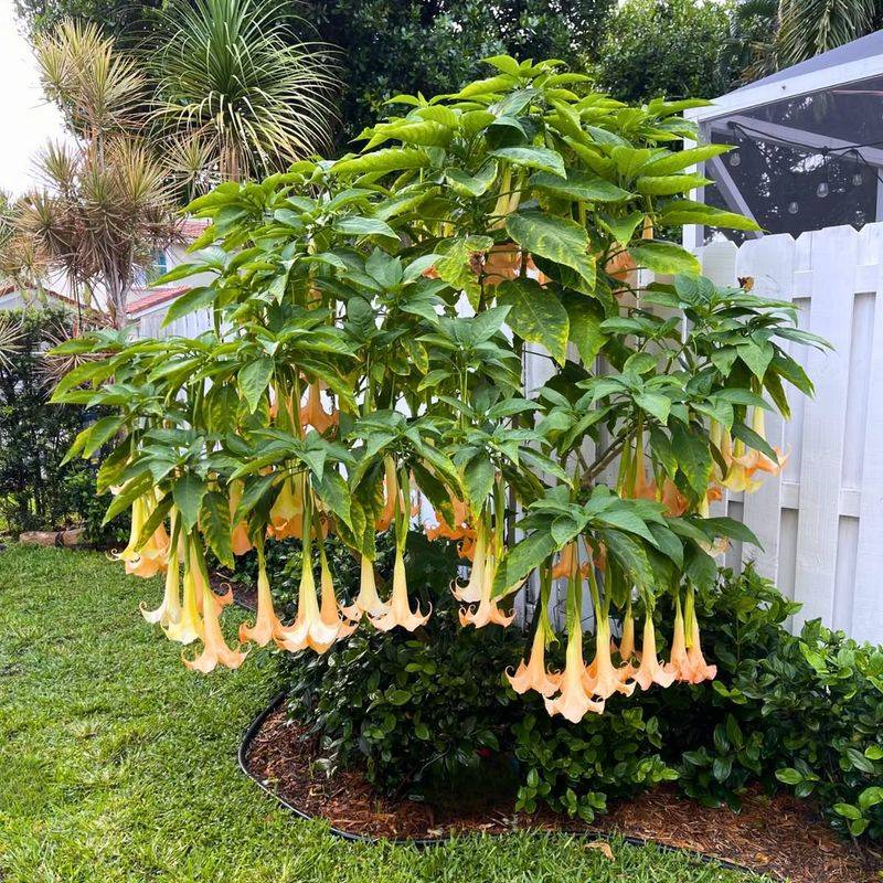 Angel's Trumpet For Dramatic, Hanging Flowers