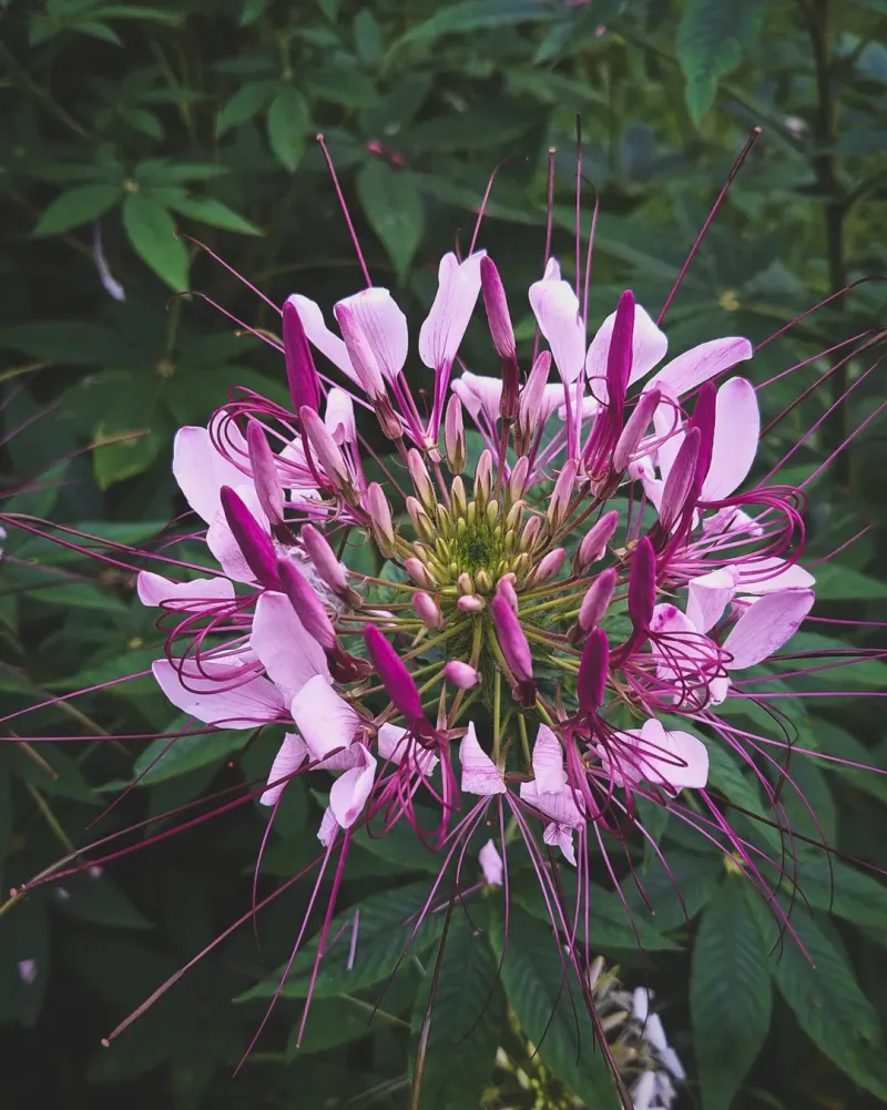 Cleome (Spider Flower)