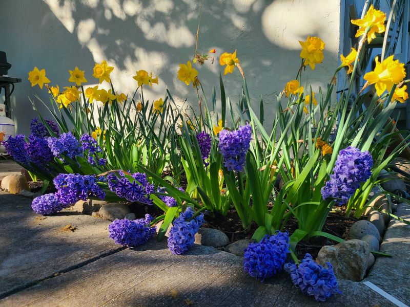 Post-Bloom Care That Builds Next Year's Flowers