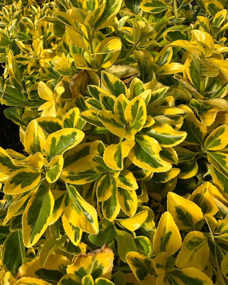 Golden Euonymus