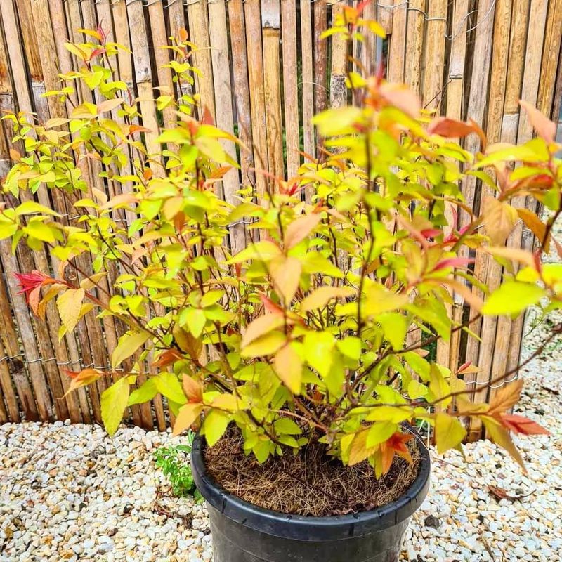 Golden Spirea (Spiraea Japonica 'Goldflame')