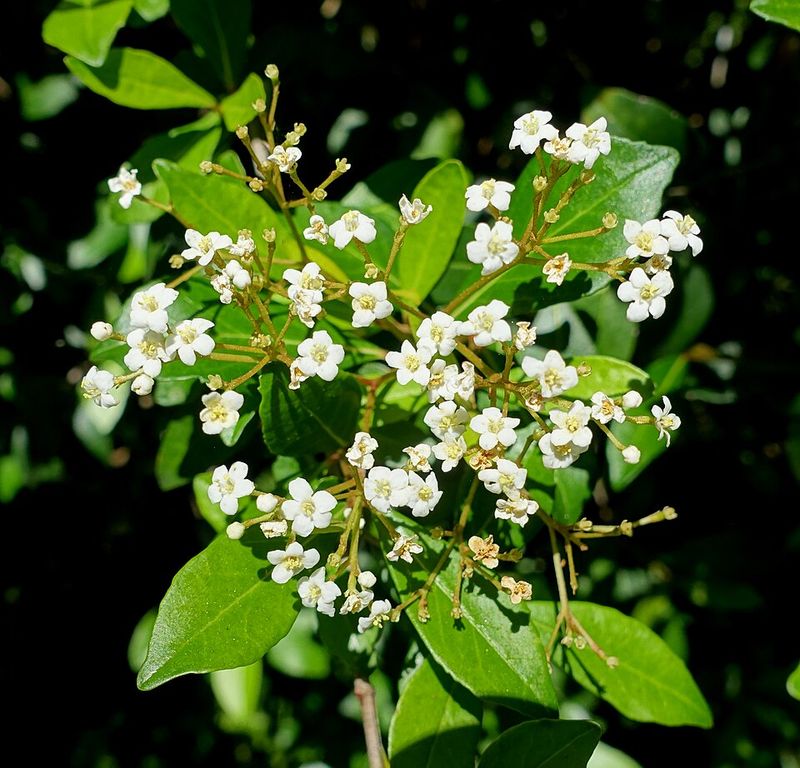 Walter's Viburnum