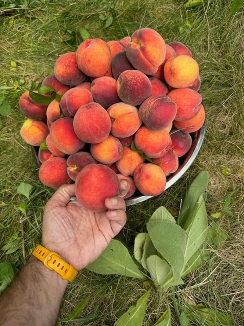 Harvest At Full Ripeness For Better Flavor