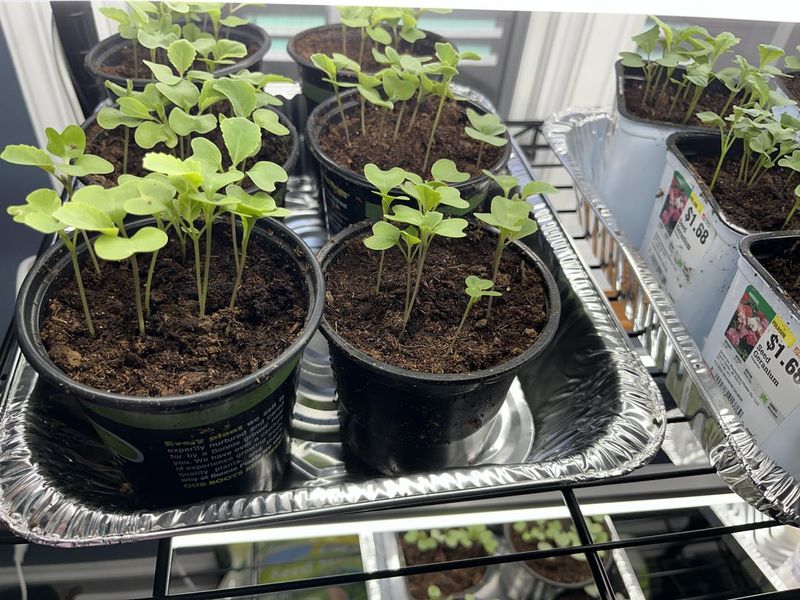 Learn Valuable Gardening Skills And Build Confidence