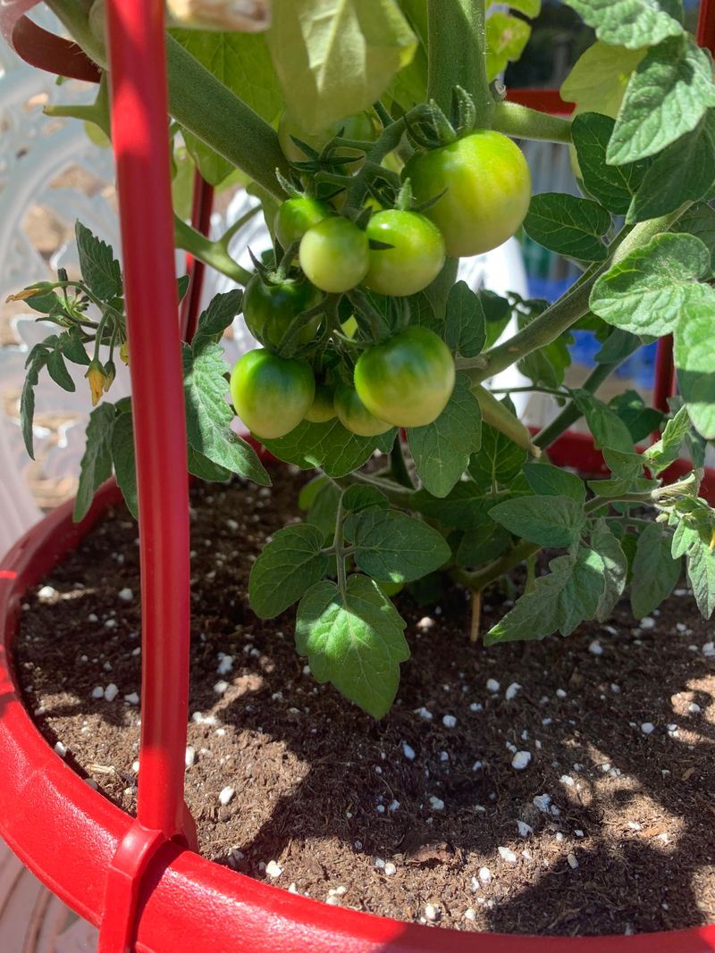 Feed Consistently Once Flowering Starts