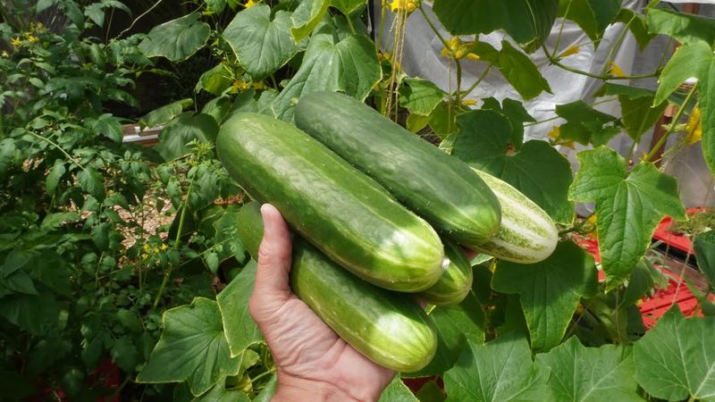 Feed Plants Regularly with Balanced Fertilizer