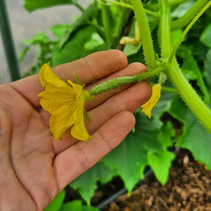 Pollinate Flowers By Hand For Better Fruit Set