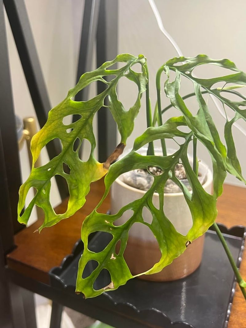 Common Mistakes Oregon Growers Make