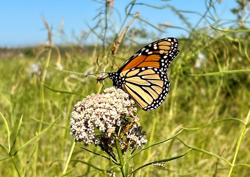 Contributes To Statewide Conservation Efforts