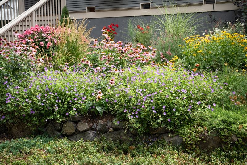 Native Plant Gardens Replace Traditional Lawns