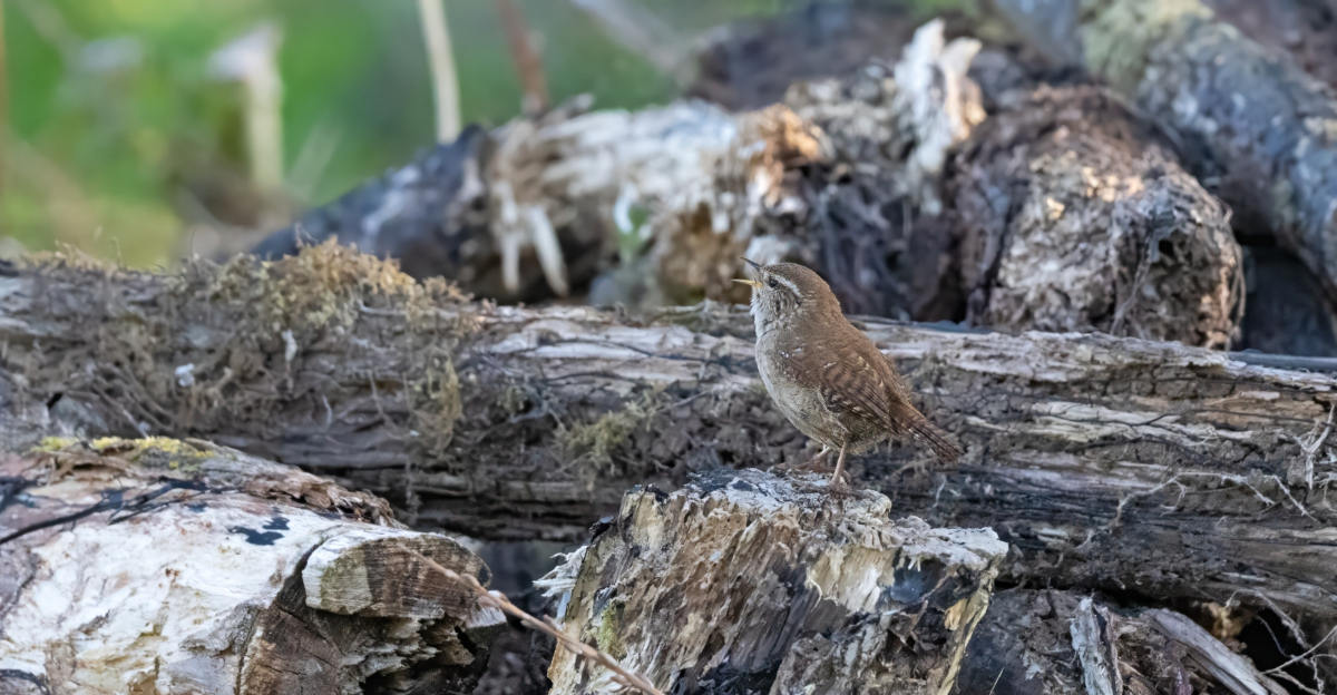 Sustainable Garden Trends Oregon Homes Are Using To Help Wildlife In 2026