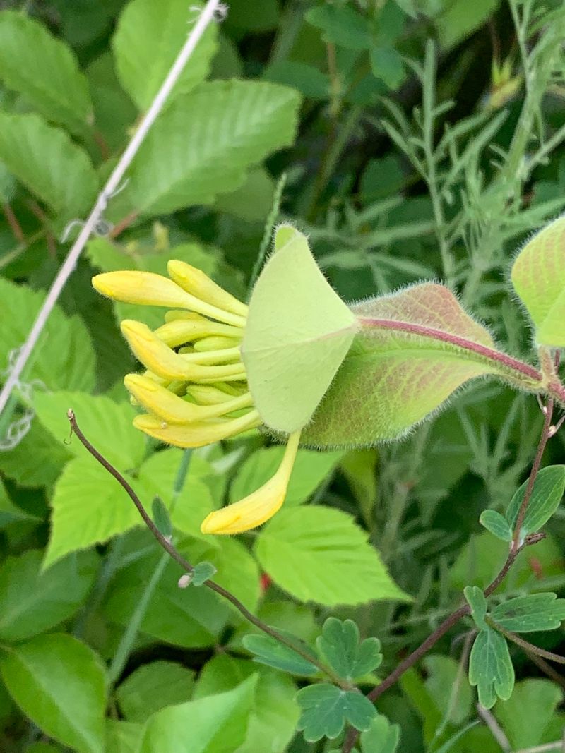 Hairy Honeysuckle (Lonicera Hirsuta)
