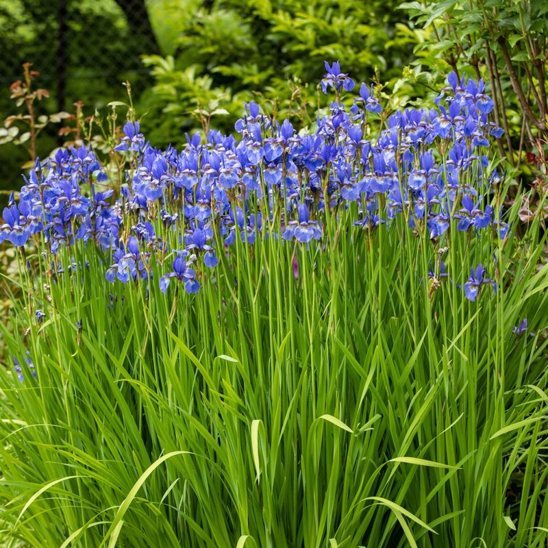 Southern Blue Flag Iris Brings Elegance To Soggy Soil