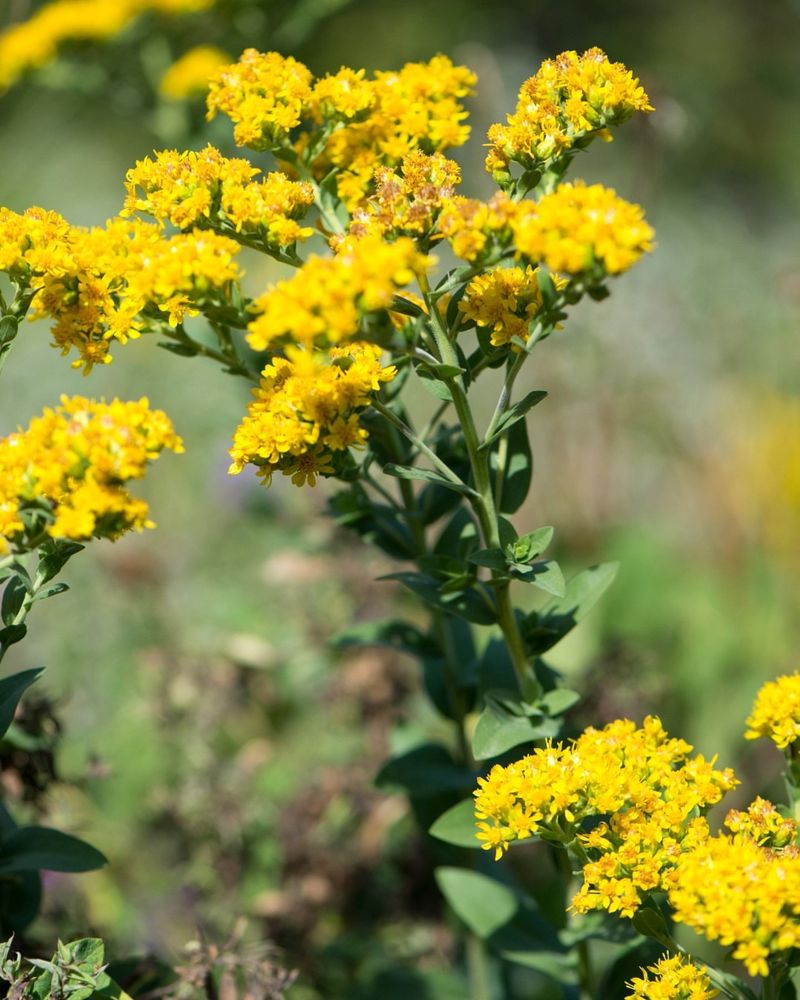 Goldenrod (Solidago species)