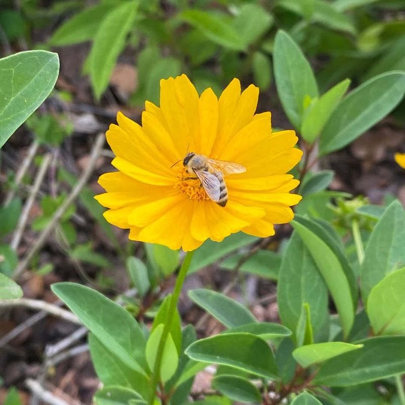 Coreopsis Lights Up Gardens With Easy, Cheerful Spring Color