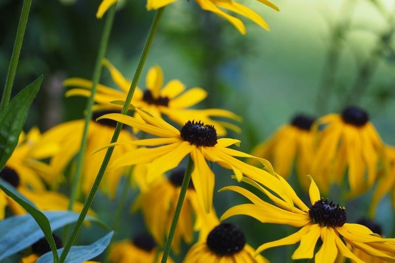 Black Eyed Susan Brightens Any Landscape