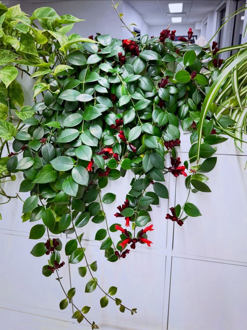 Lipstick Plant (Aeschynanthus Radicans)