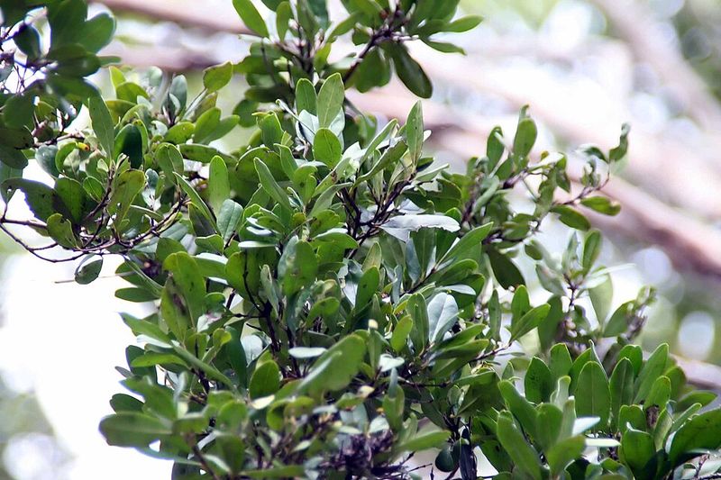 Simpson's Stopper (Myrcianthes fragrans)