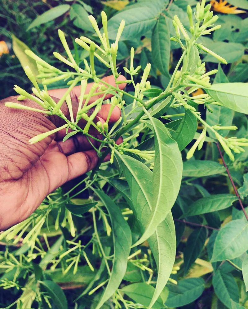 Night-Blooming Jasmine