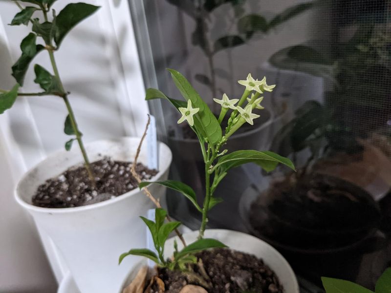 Night-Blooming Jasmine
