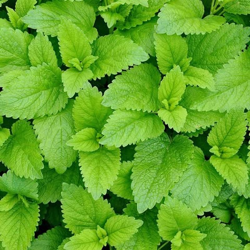 Lemon Balm
