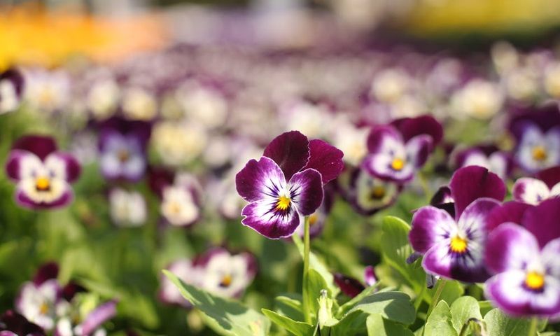 Violas