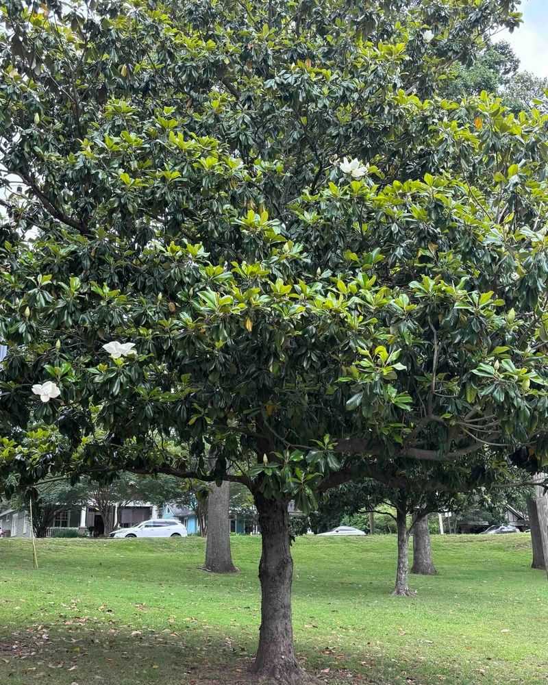 Southern Magnolia