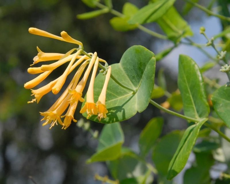 Honeysuckle