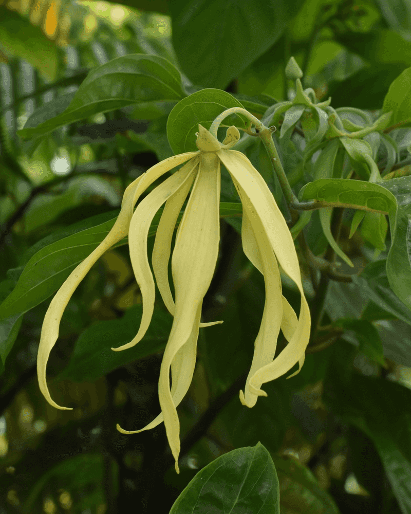 Ylang-Ylang