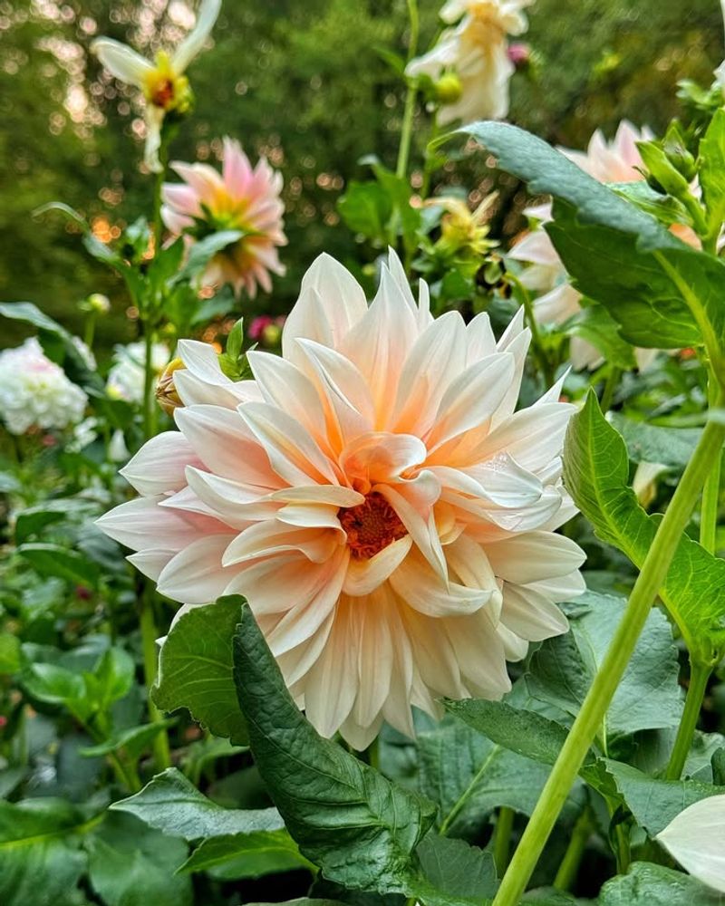 Dahlia