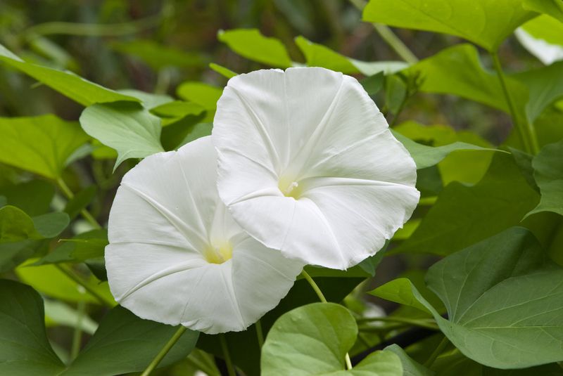 Moonflower Vine