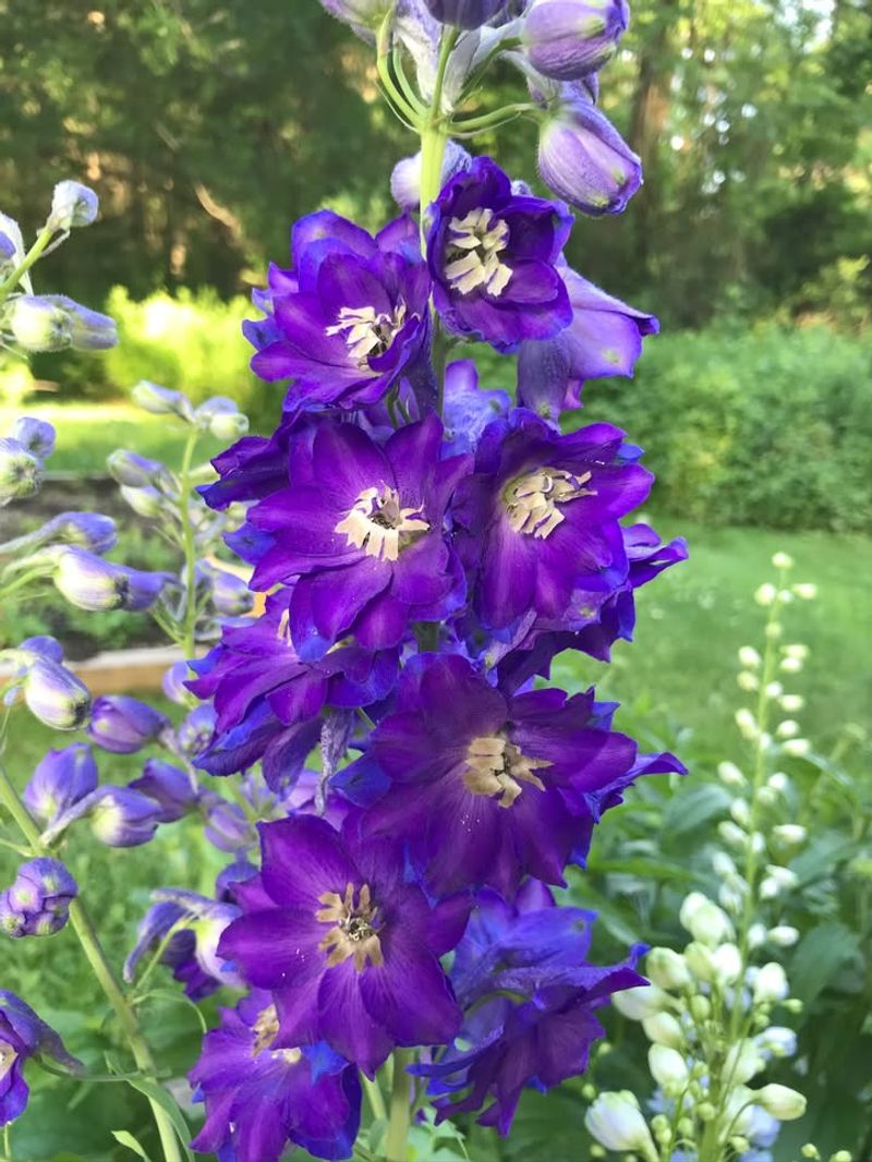 Delphinium