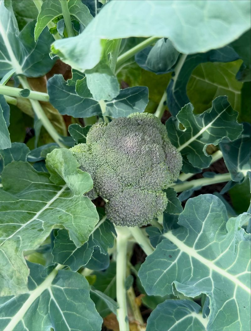 Robust Broccoli With Multiple Harvests