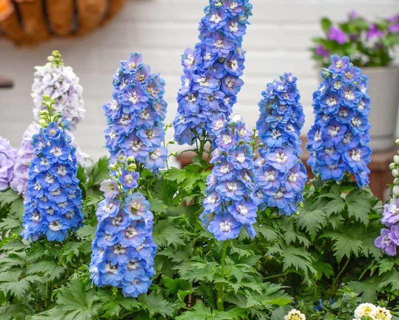 Delphiniums For Tall, Old-World Color