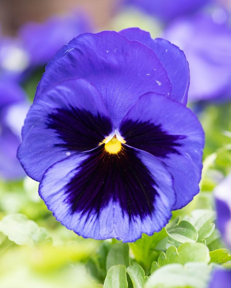 Pansies (Viola × wittrockiana)
